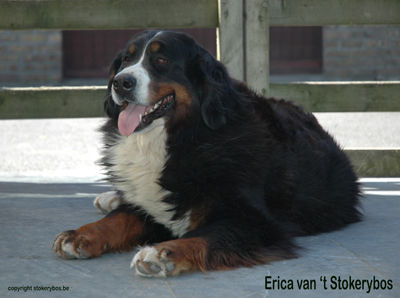 Bernese Erica